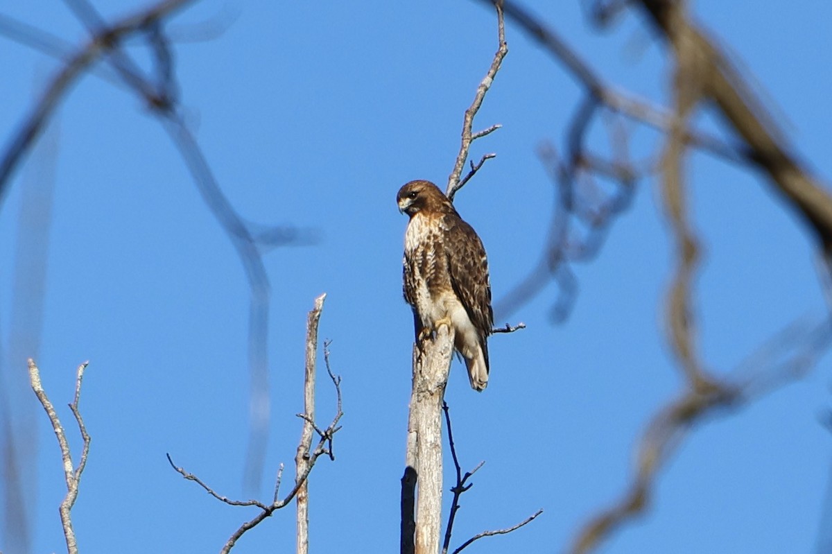 Red-tailed Hawk - Daniel Morton