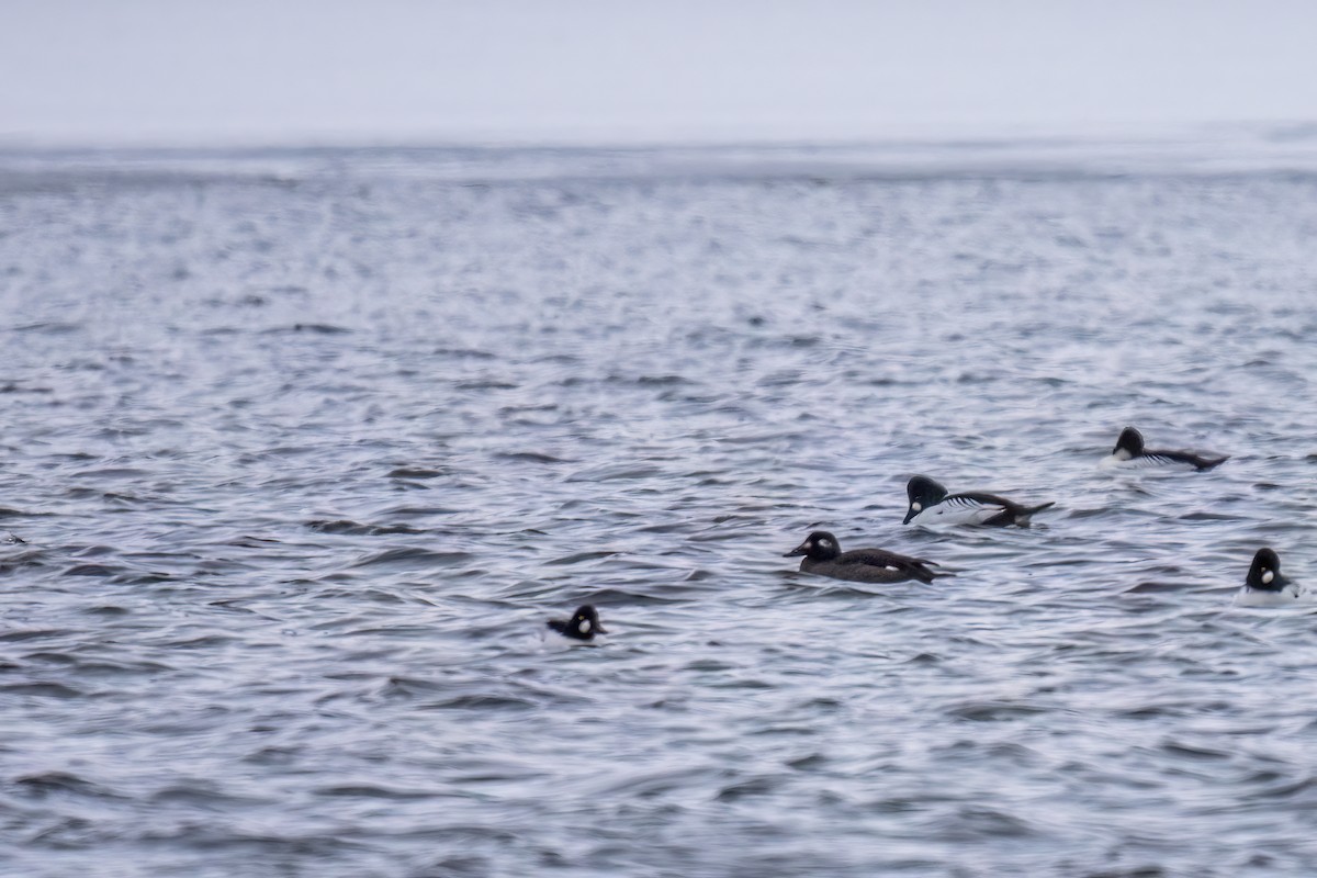 White-winged Scoter - Matt Saunders