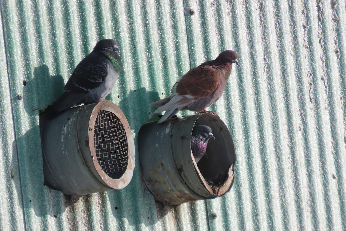 Rock Pigeon (Feral Pigeon) - ML521858321