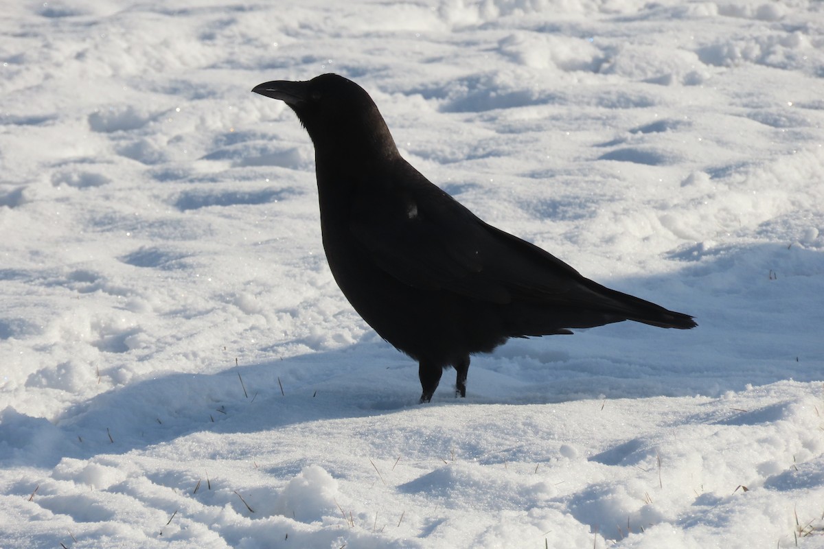 American Crow - ML521858501