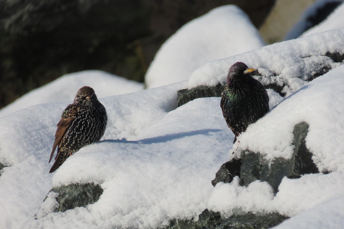 European Starling - Mary Kennedy