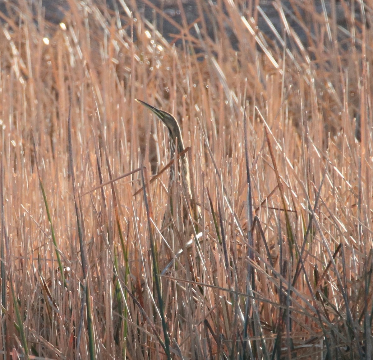 American Bittern - Rod Schmidt