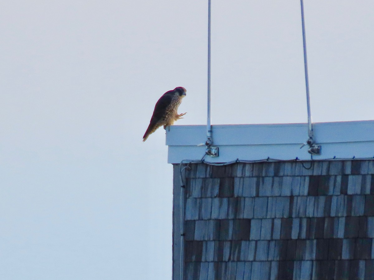 Peregrine Falcon - Kim Wylie