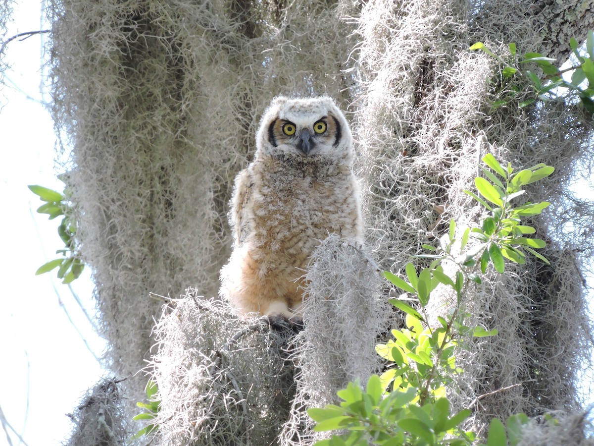 Great Horned Owl - Bob Lane