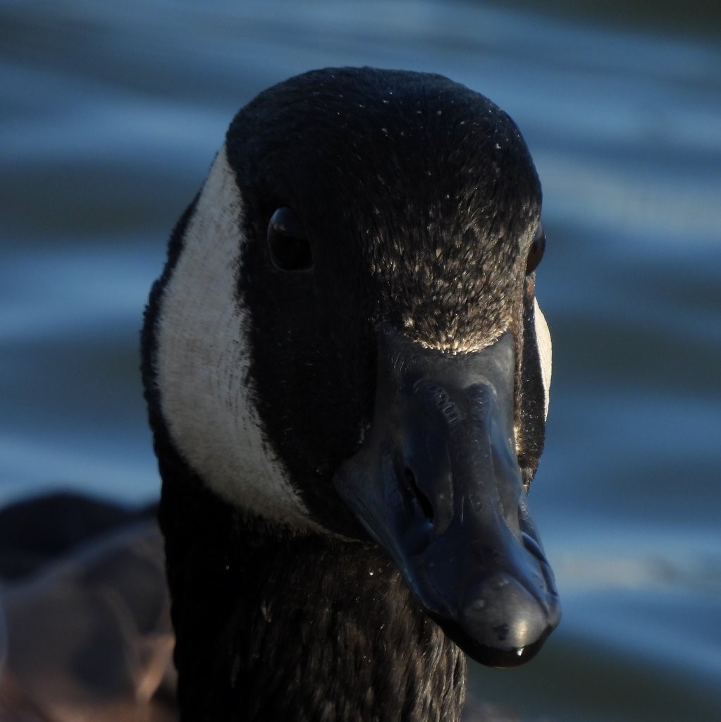 Canada Goose - Tanaya Shadmehr