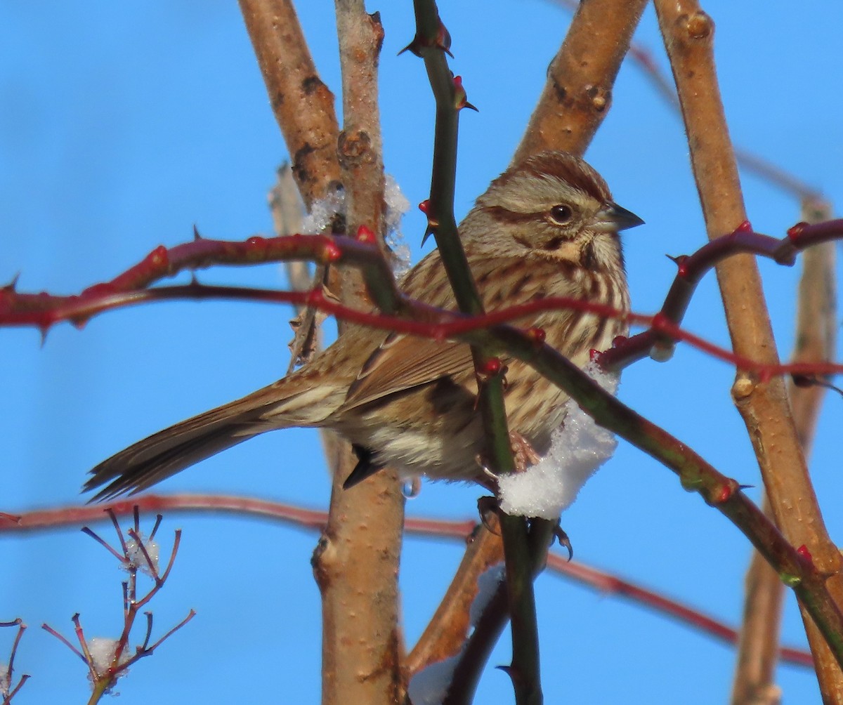 Song Sparrow - ML521862361