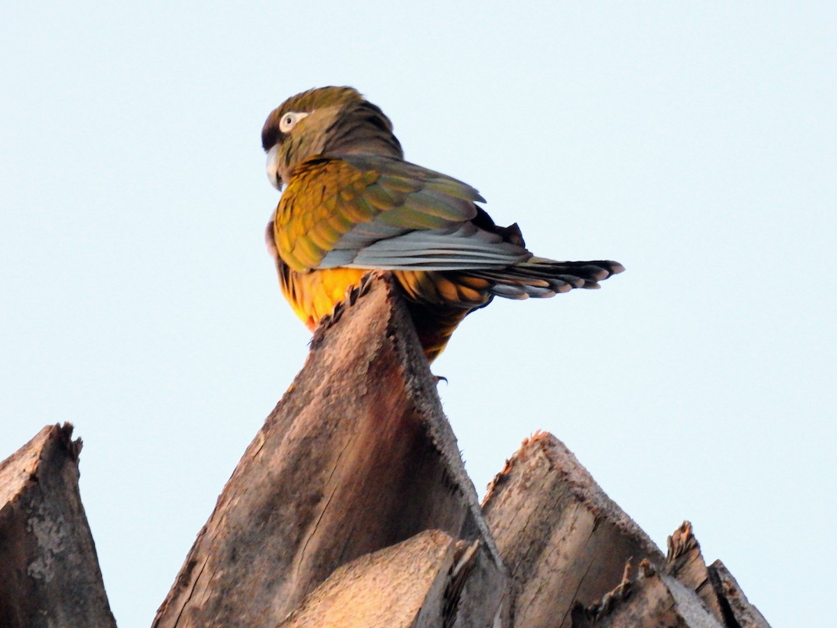 Burrowing Parakeet - ML521863121