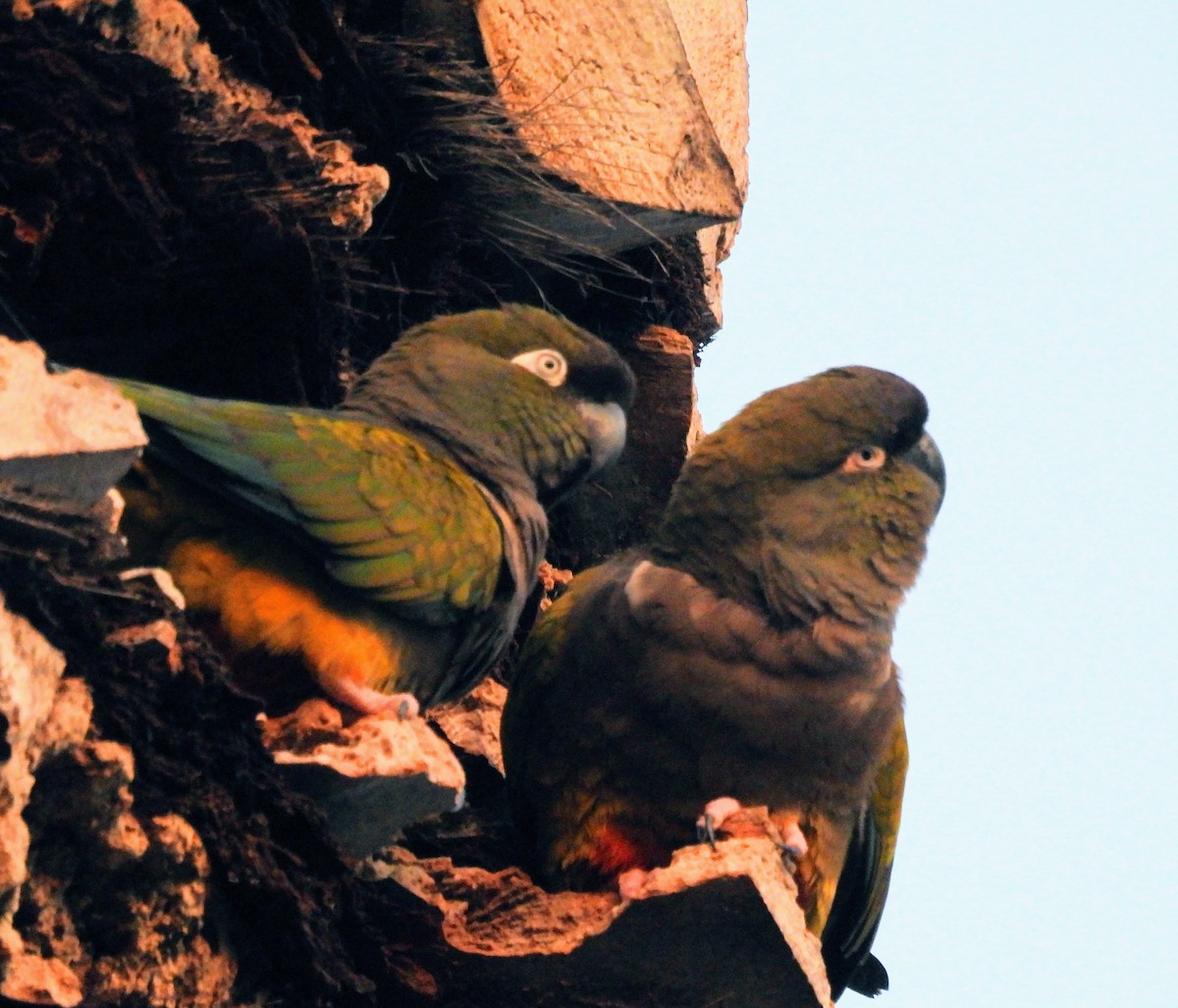Burrowing Parakeet - Susan Sugahara