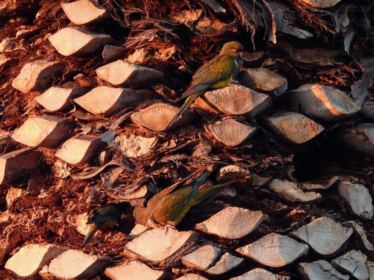 Burrowing Parakeet - Susan Sugahara