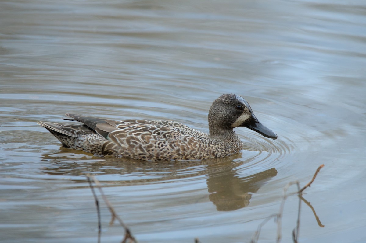 Blue-winged Teal - ML521863841