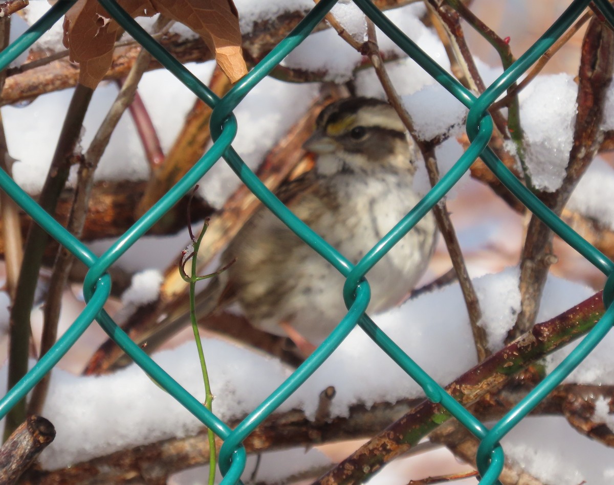 White-throated Sparrow - Mary Kennedy