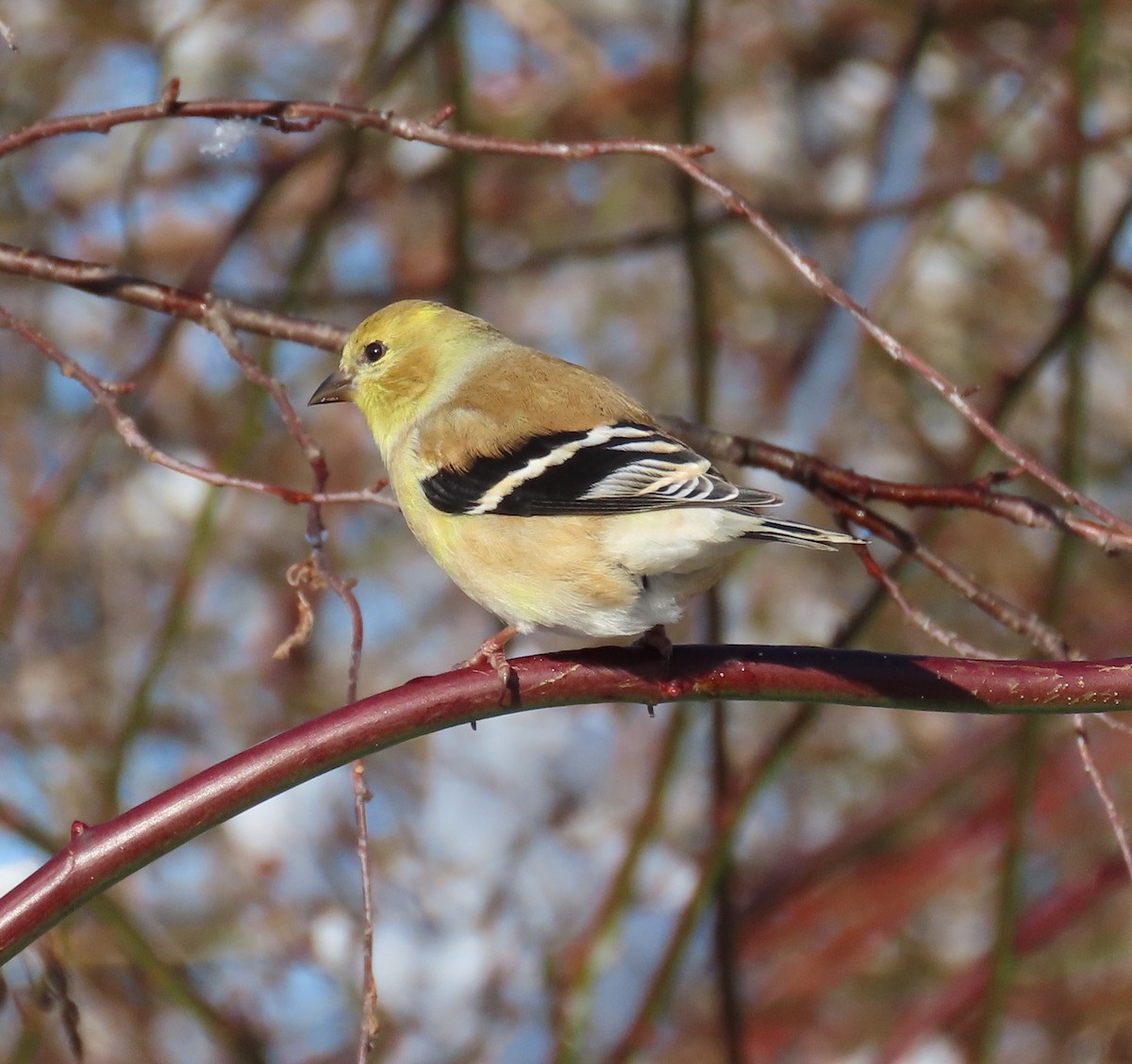 American Goldfinch - ML521864371