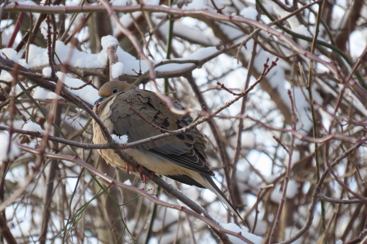 Mourning Dove - Mary Kennedy