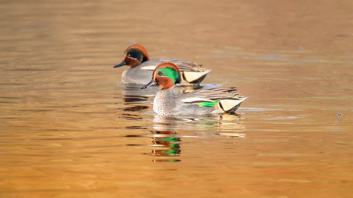 Green-winged Teal - ML521865431