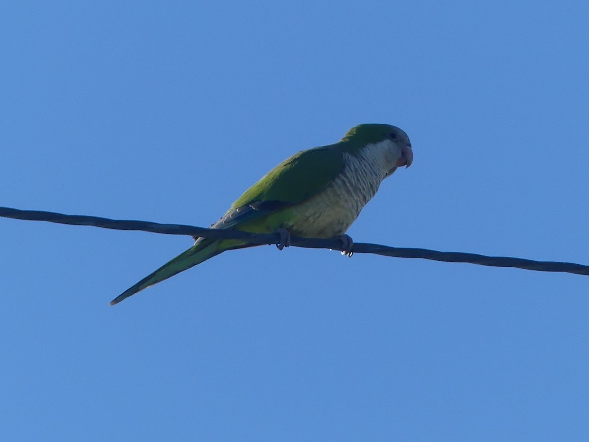 Monk Parakeet - ML521866481