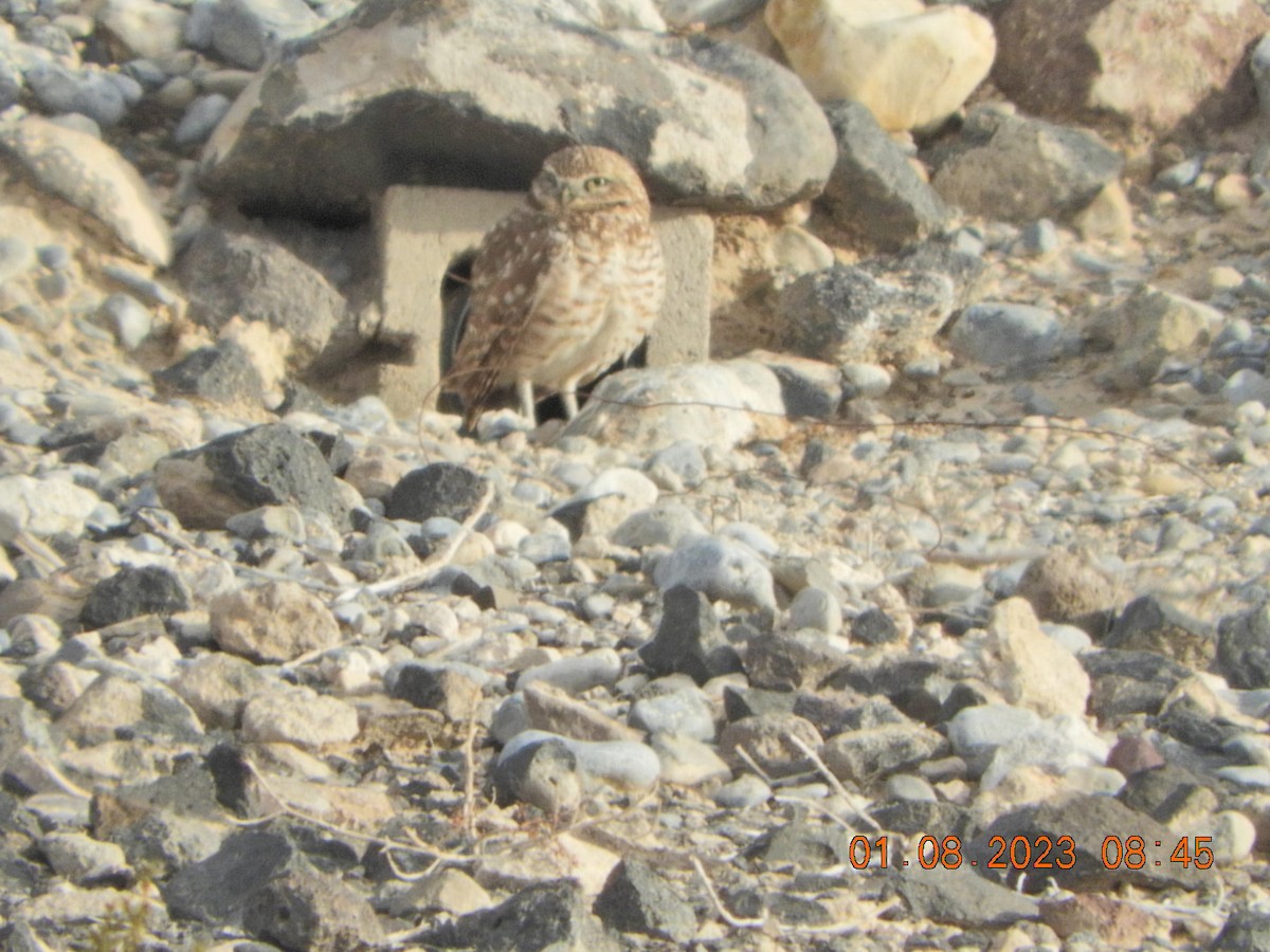 Burrowing Owl - Charles  Ritter