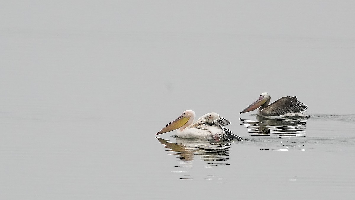 Great White Pelican - Engin BIYIKOĞLU