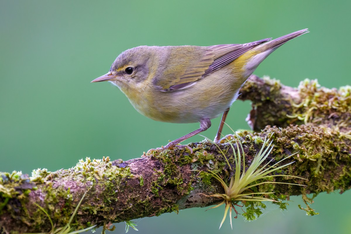 Tennessee Warbler - ML521868221