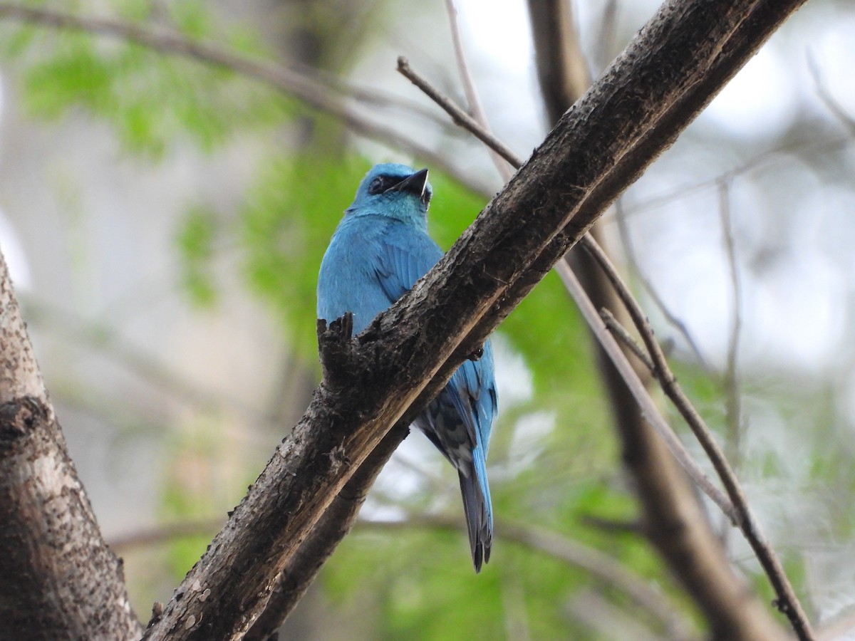 Verditer Flycatcher - Gaurav Singh