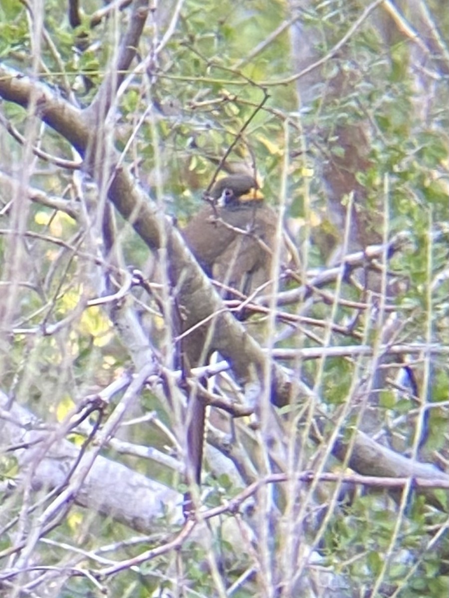 trogon krásný - ML521870051