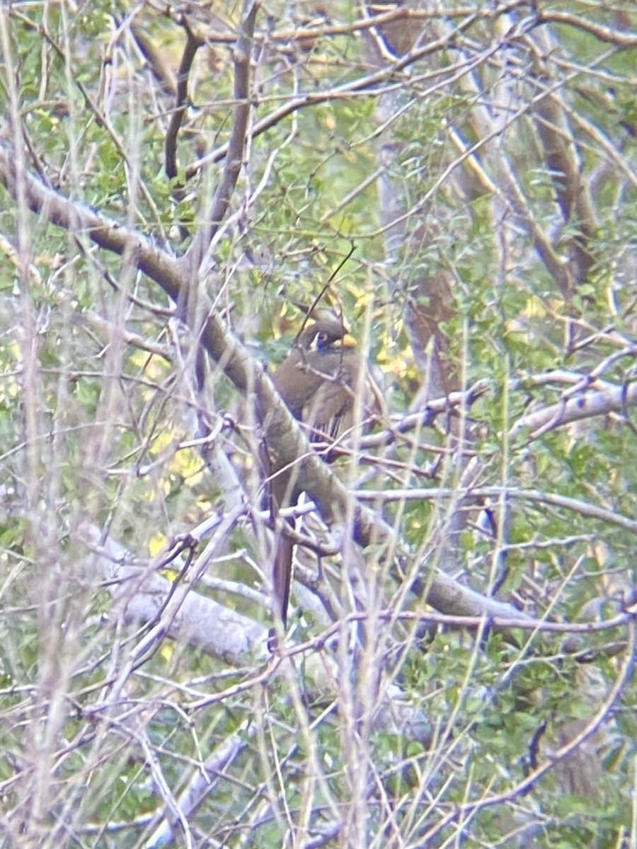 Trogon élégant - ML521870061