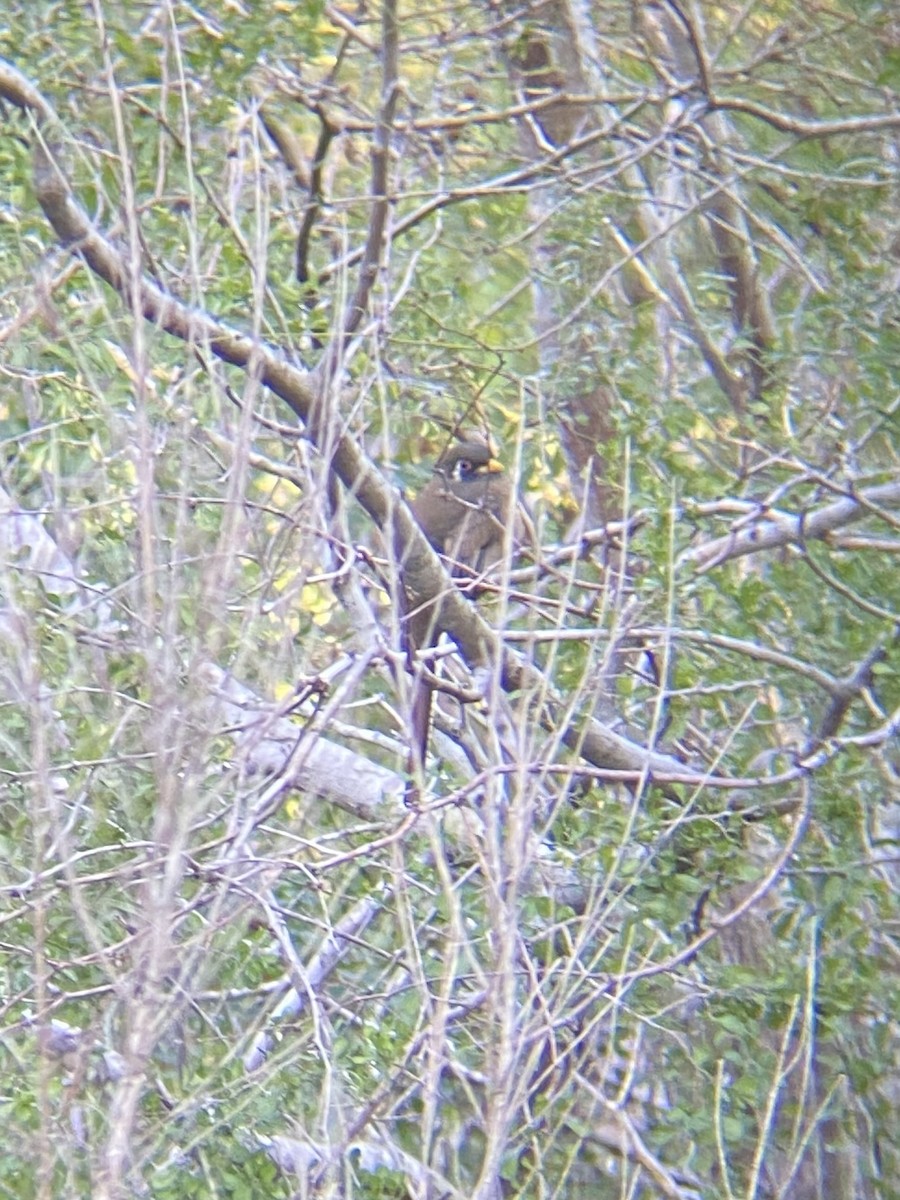 trogon krásný - ML521870071