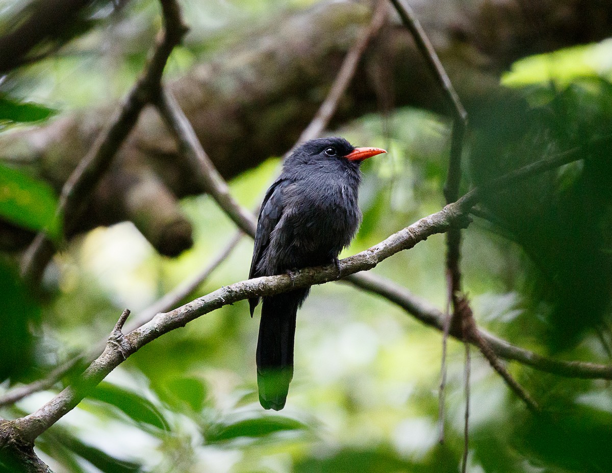 Black-fronted Nunbird - Silvia Faustino Linhares