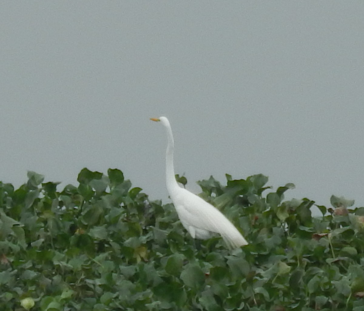 Great Egret - ML521871531