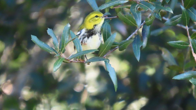 Black-throated Green Warbler - Bert Alm