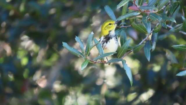 Black-throated Green Warbler - Bert Alm