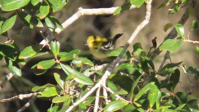 Black-throated Green Warbler - Bert Alm