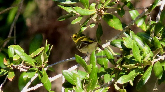 Black-throated Green Warbler - Bert Alm