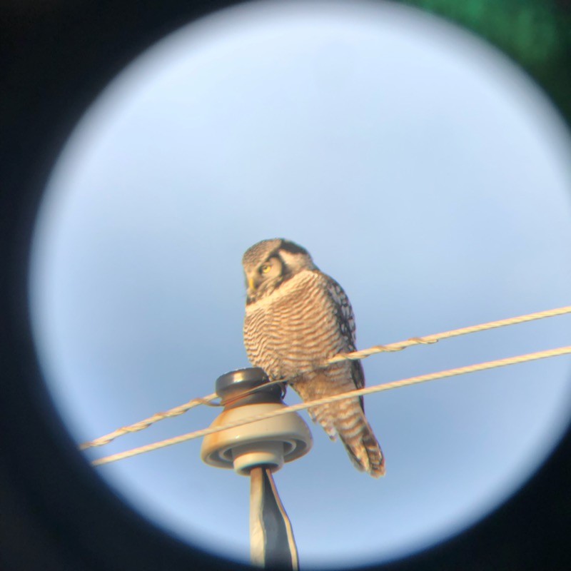 Northern Hawk Owl - Xavier Quantz