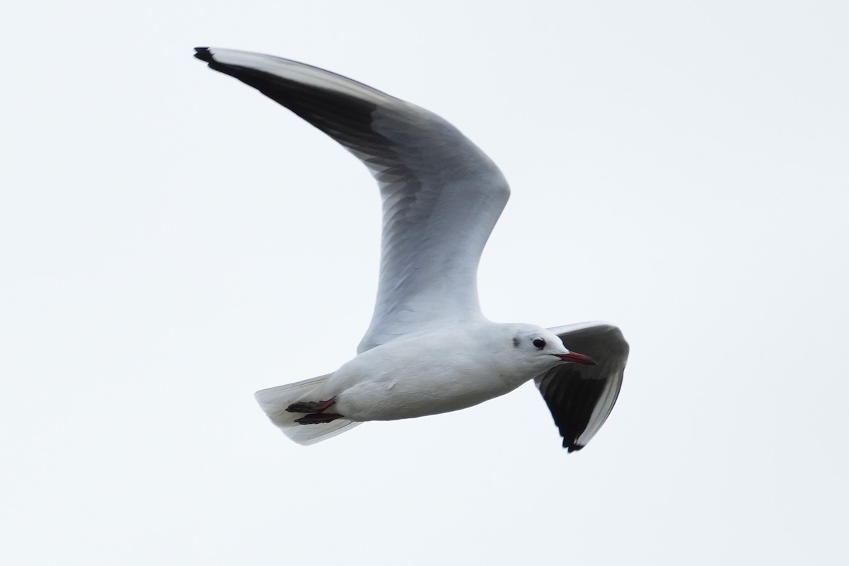 Mouette rieuse - ML521875941