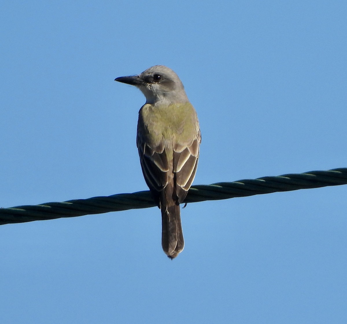 Tropical Kingbird - ML521876231