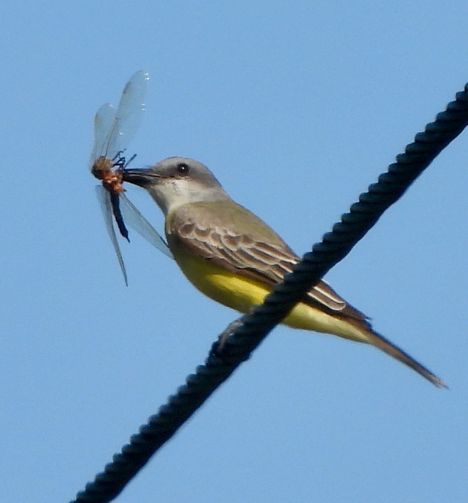 Tropical Kingbird - ML521876251