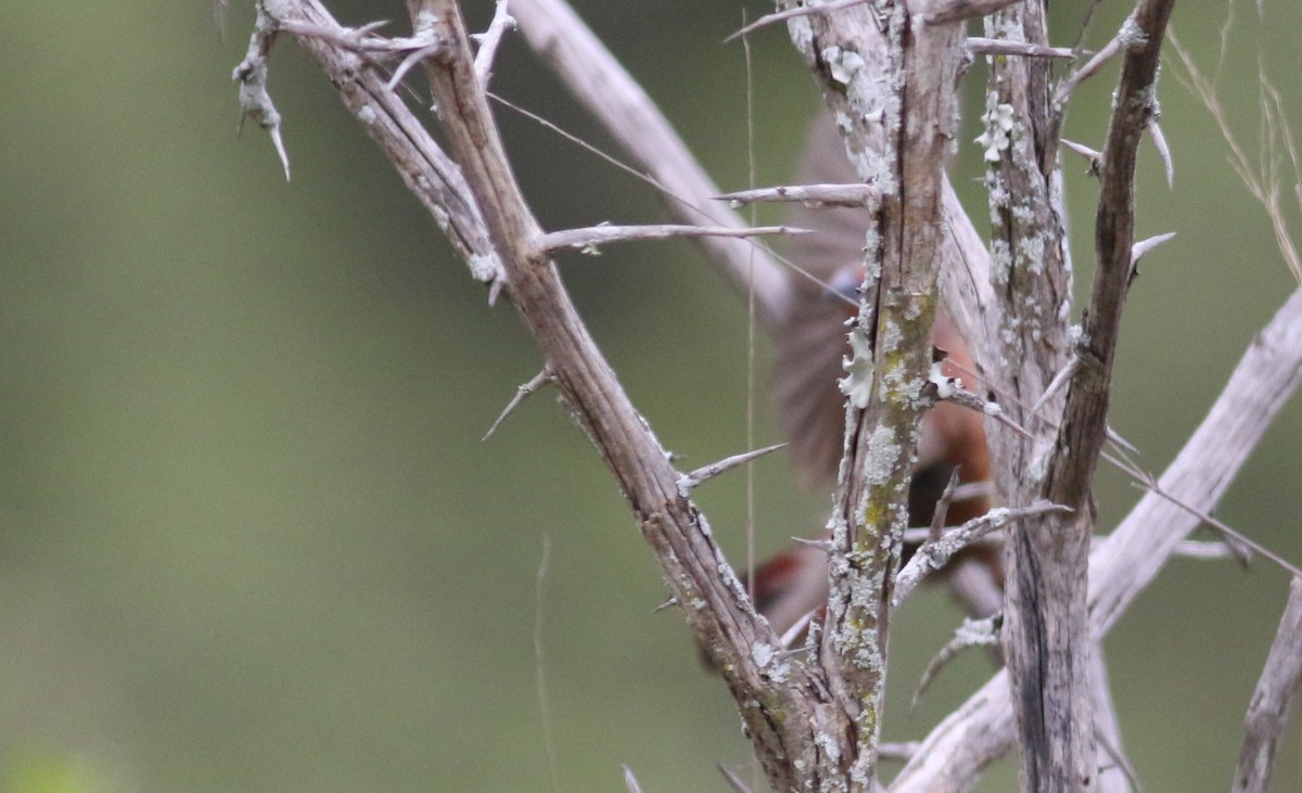 firefinch sp. - ML521876491