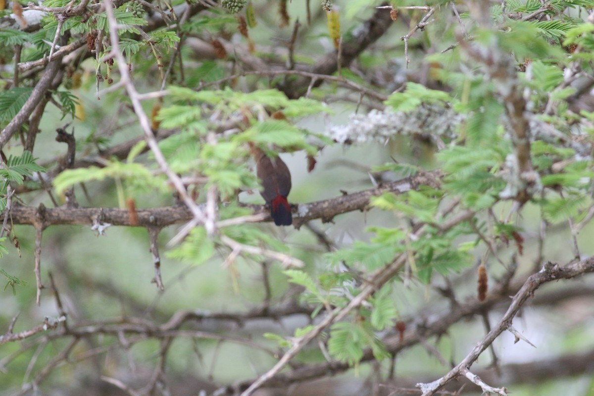 firefinch sp. - ML521876511