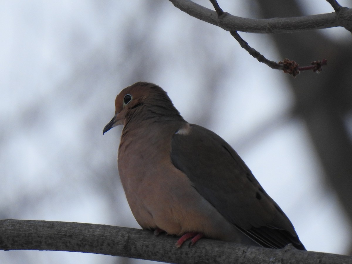 Mourning Dove - ML521876811