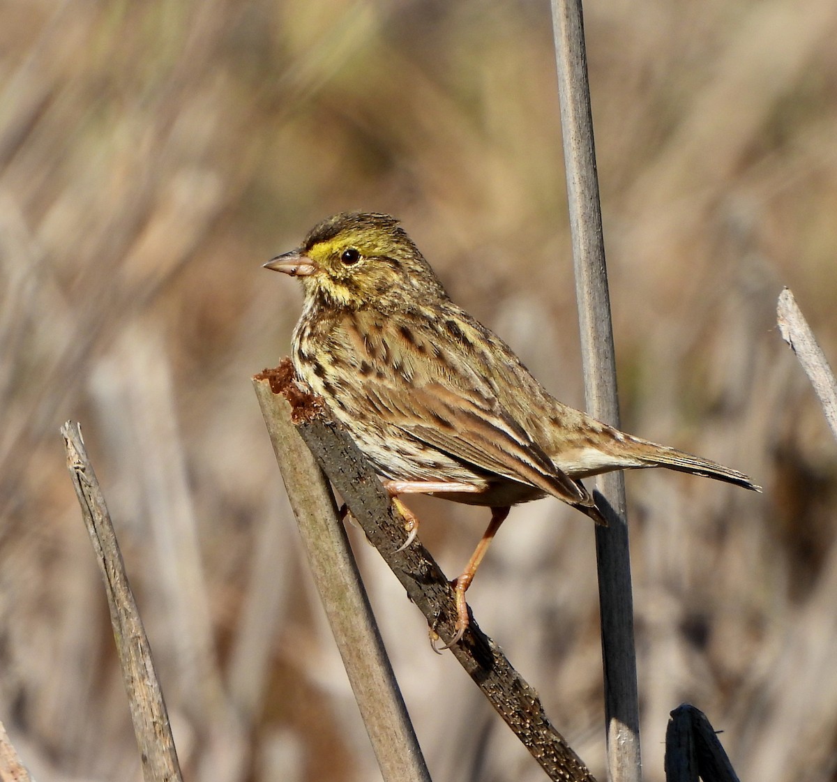 Savannah Sparrow - Michelle Haglund