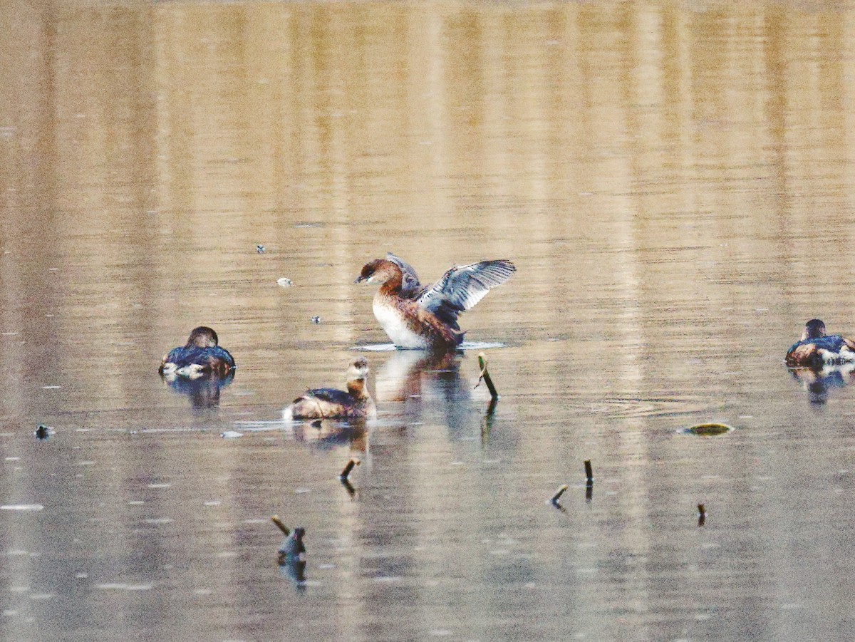 Pied-billed Grebe - ML521877271