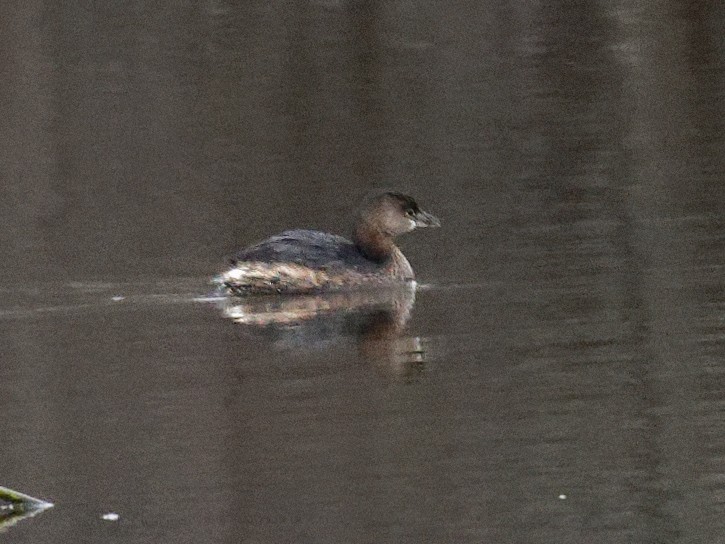 Pied-billed Grebe - ML521877421