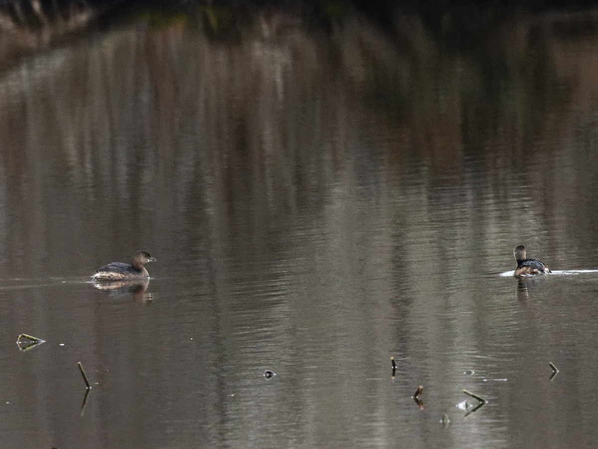 Pied-billed Grebe - ML521877631