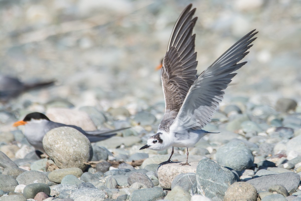 White-winged Tern - ML521879011