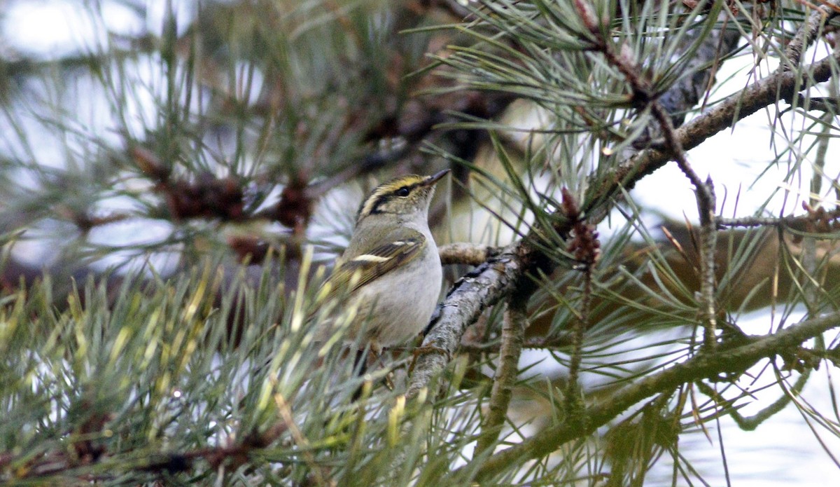 Pallas's Leaf Warbler - ML521879041