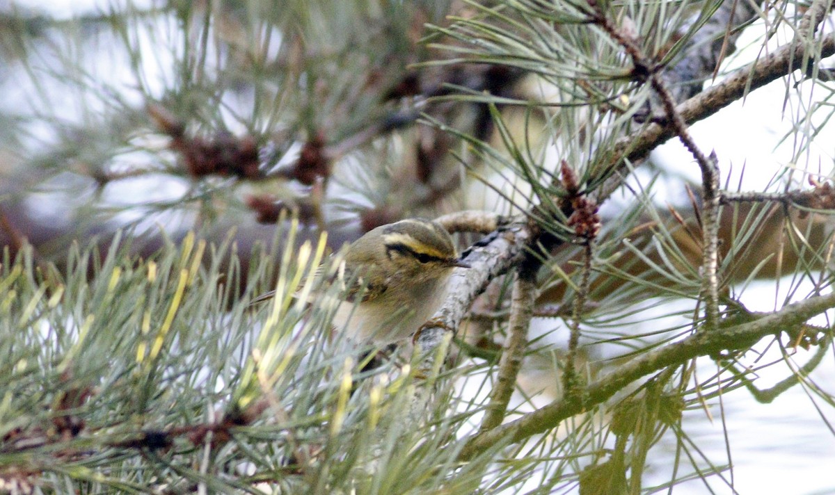 Pallas's Leaf Warbler - ML521879051