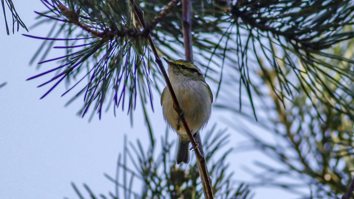 Pallas's Leaf Warbler - ML521879071