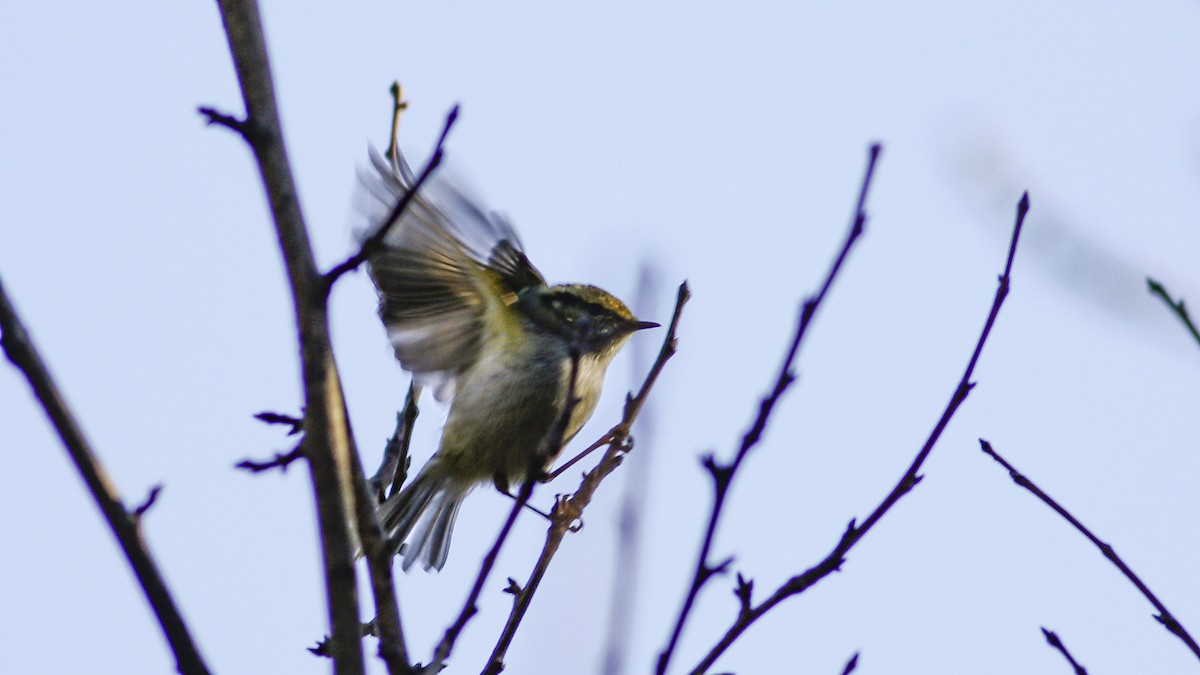 Pallas's Leaf Warbler - ML521879101