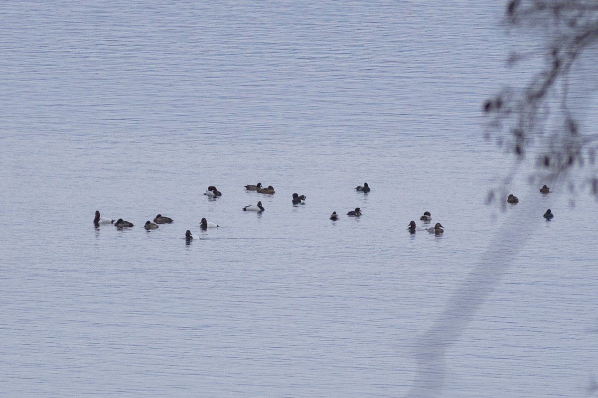 Tufted Duck - ML521880001