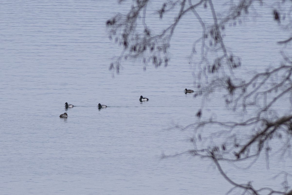 Tufted Duck - ML521880021